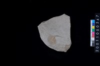 藏品(磨製石斧)的圖片