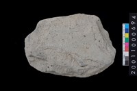 藏品(打製石斧殘件)的圖片