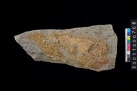 藏品(打製石斧殘件)的圖片