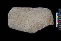 藏品(打製石斧殘件)的圖片