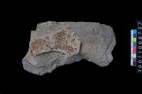 藏品(打製石斧殘件)的圖片