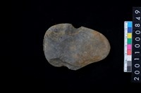 藏品(石網墜)的圖片