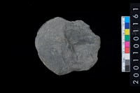 藏品(石網墜殘件)的圖片