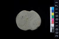 藏品(石網墜)的圖片