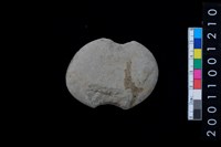 藏品(石網墜)的圖片