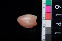 藏品(石器殘件)的圖片