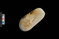 藏品(石錘)的圖片