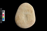 藏品(石錘)的圖片