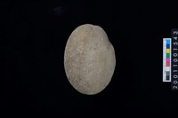 藏品(石錘)的圖片