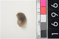 藏品(燧石)的圖片