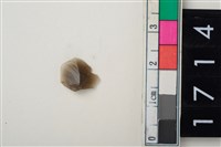 藏品(燧石)的圖片