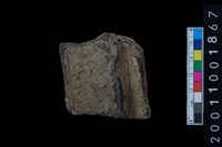 藏品(帶紋口緣)的圖片