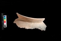 藏品(口緣)的圖片