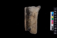 藏品(罐口緣)的圖片