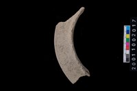 藏品(罐口緣)的圖片