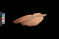 藏品(缽口緣)的圖片