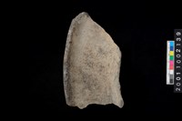 藏品(罐口緣)的圖片