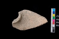 藏品(頸折)的圖片