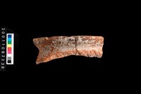 藏品(繩紋罐口)的圖片