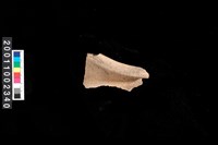 藏品(繩紋罐口)的圖片