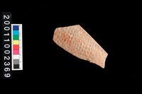 藏品(繩紋缽口)的圖片