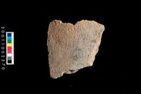 藏品(繩紋腹片)的圖片