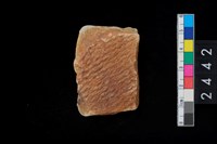 藏品(繩紋腹片)的圖片