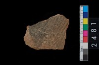 藏品(繩紋腹片)的圖片