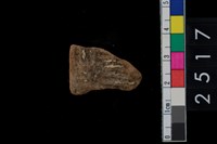 藏品(繩紋腹片)的圖片