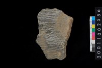 藏品(繩紋腹片)的圖片