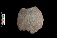 藏品(繩紋腹片)的圖片