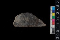 藏品(腹片)的圖片