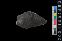 藏品(腹片)的圖片