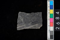 藏品(腹片)的圖片