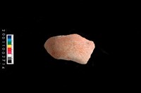 藏品(腹片)的圖片