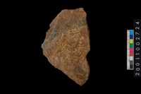 藏品(腹片)的圖片