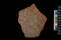 藏品(腹片)的圖片