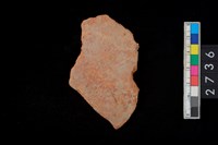 藏品(腹片)的圖片