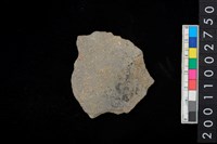 藏品(腹片)的圖片