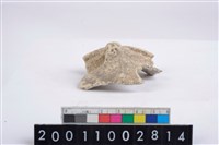 藏品(口把)的圖片