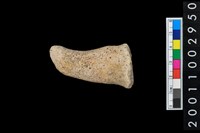 藏品(鳥頭形陶把)的圖片