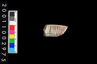 藏品(彩陶口緣)的圖片