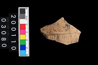 藏品(彩陶腹片)的圖片