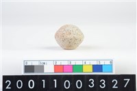 藏品(陶紡輪)的圖片