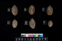 藏品(薔薇科桃種子)的圖片