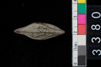 藏品(楝科朔果種子)的圖片