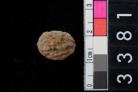 藏品(胡桃種子)的圖片