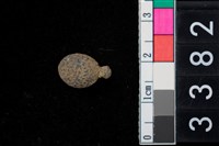 藏品(無患子科種子)的圖片