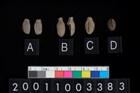 藏品(山茶科種子)的圖片