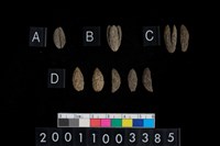 藏品(杜英科種子)的圖片